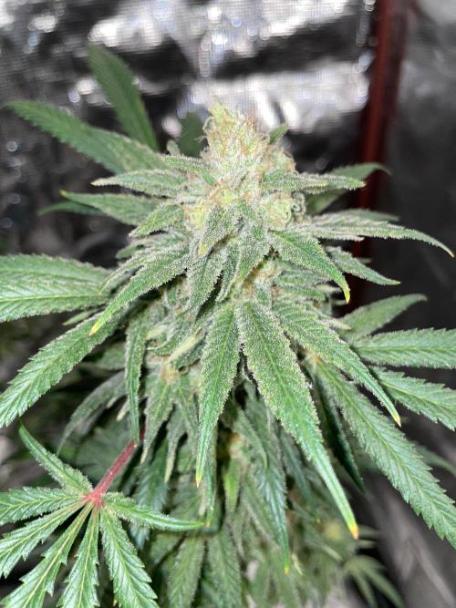 First properly done grow: Failed harvest. Week 16
