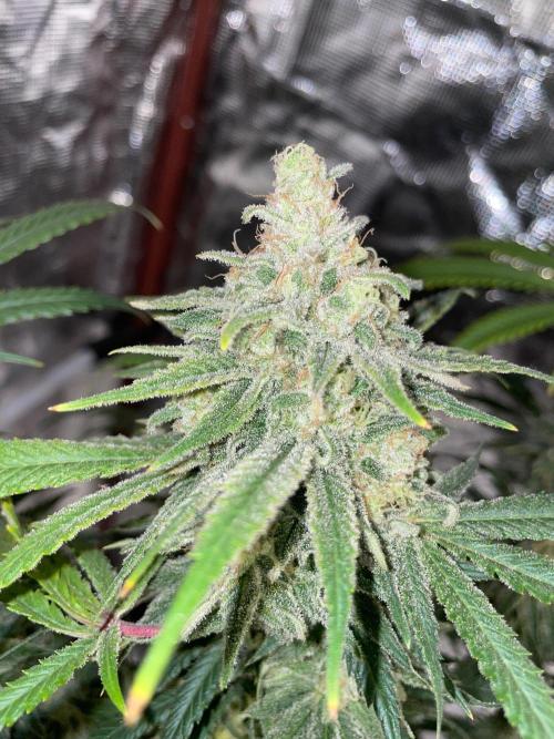 First properly done grow: Failed harvest. Week 16