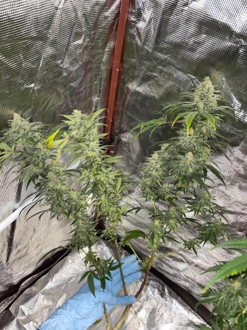 First properly done grow: Failed harvest. Week 16