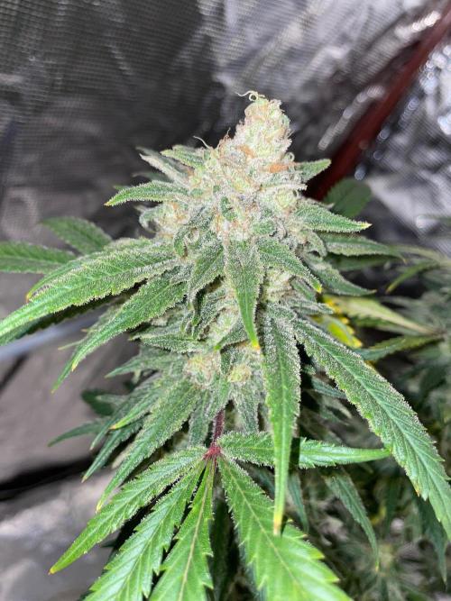 First properly done grow: Failed harvest. Week 16