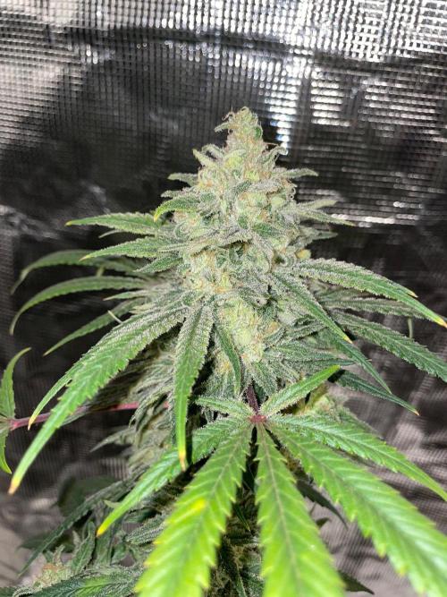 First properly done grow: Failed harvest. Week 16