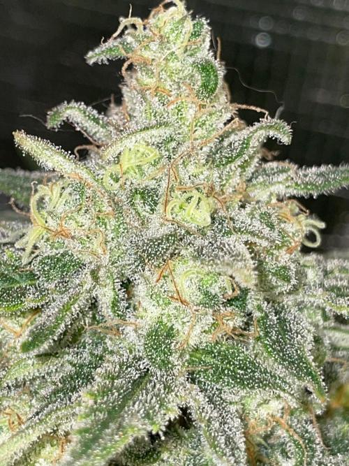 First properly done grow: Failed harvest. Week 16