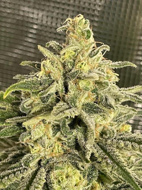 First properly done grow: Failed harvest. Week 16