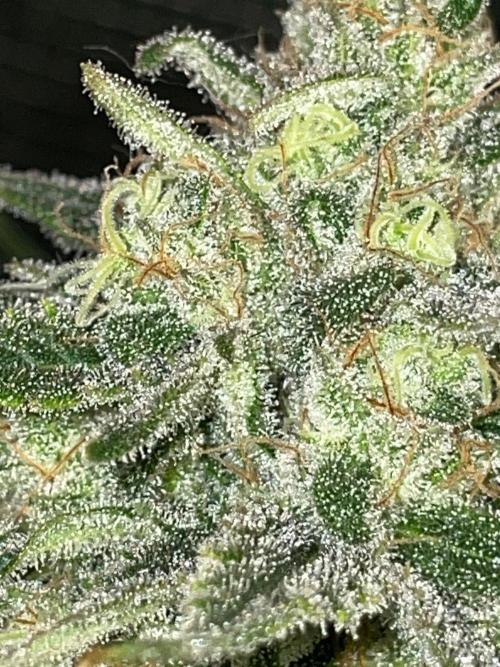 First properly done grow: Failed harvest. Week 16