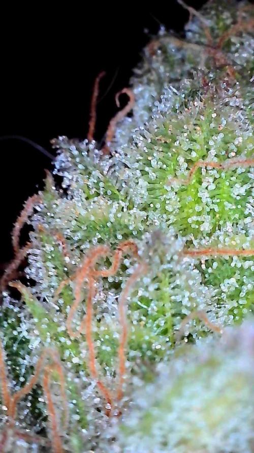 First properly done grow: Failed harvest. Week 16