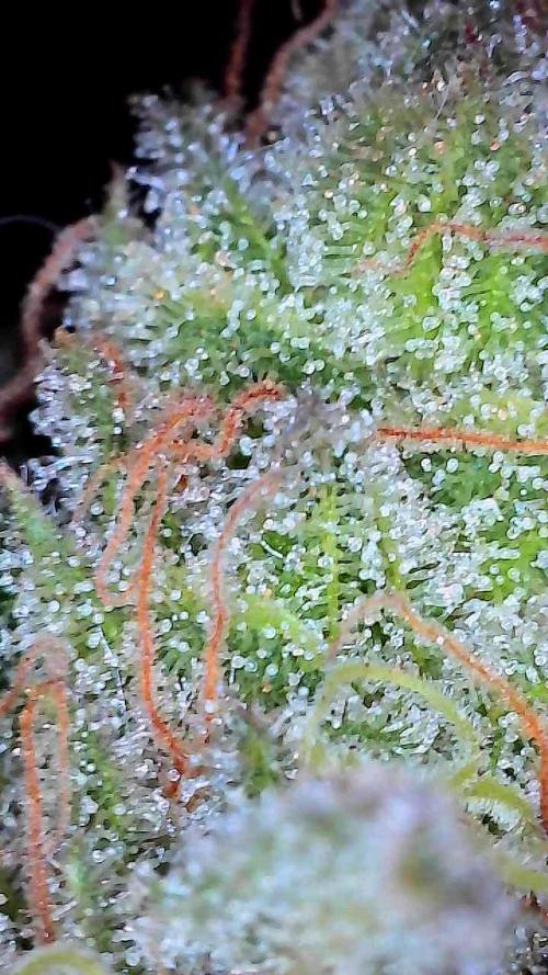First properly done grow: Failed harvest. Week 16