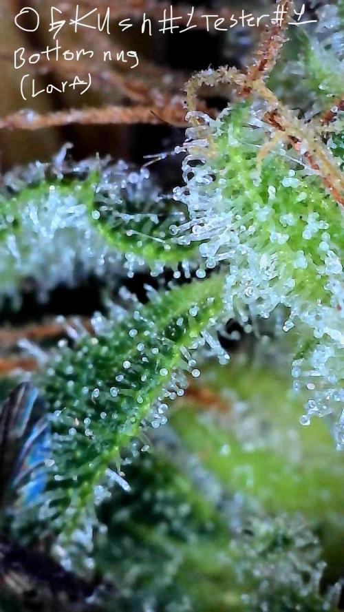 First properly done grow: Failed harvest. Week 16