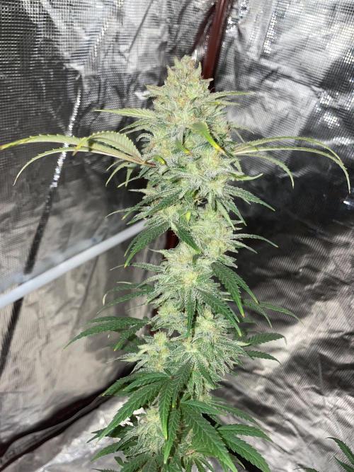 First properly done grow: Failed harvest. Week 16