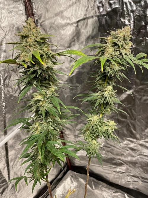 First properly done grow: Failed harvest. Week 16