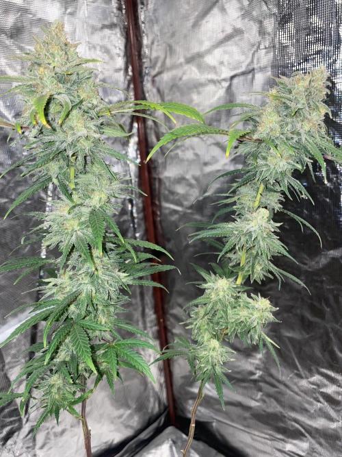 First properly done grow: Failed harvest. Week 16