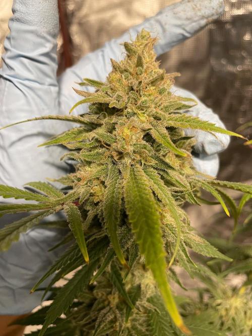 First properly done grow: Failed harvest. Week 16