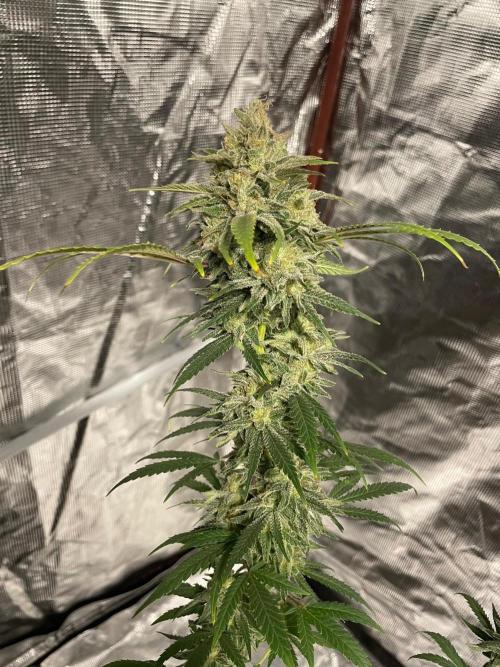 First properly done grow: Failed harvest. Week 16