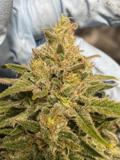 First properly done grow: Failed harvest. Week 16