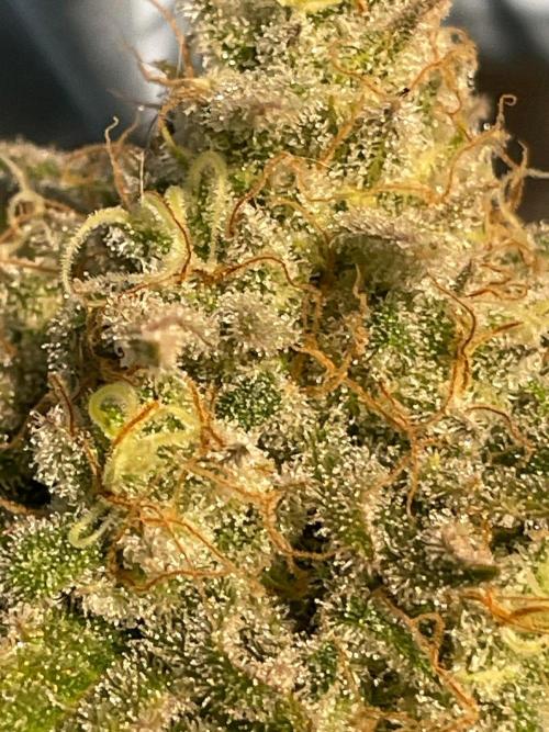 First properly done grow: Failed harvest. Week 16