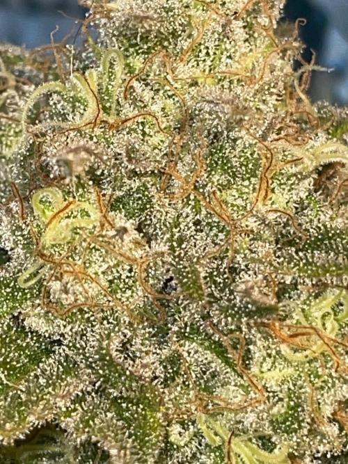 First properly done grow: Failed harvest. Week 16