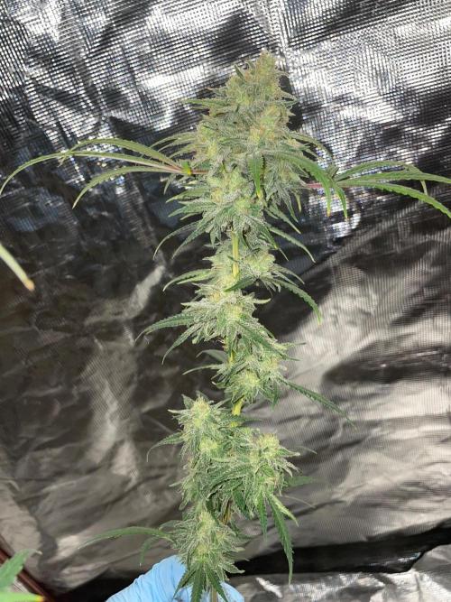 First properly done grow: Failed harvest. Week 16