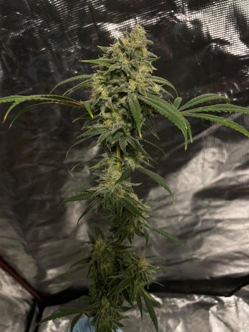 First properly done grow: Failed harvest. Week 16
