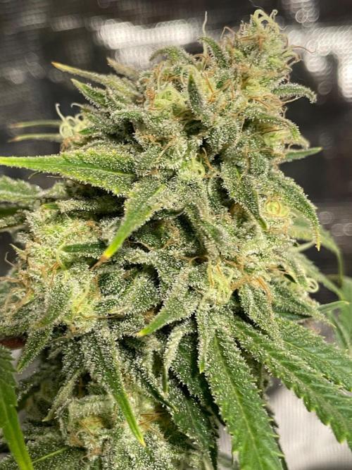 First properly done grow: Failed harvest. Week 16
