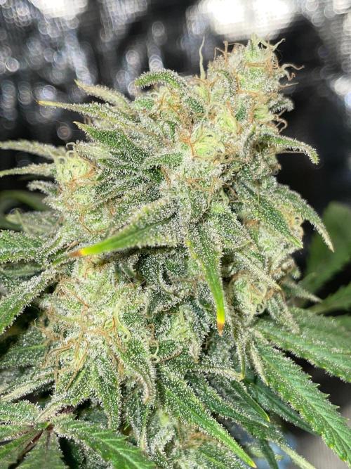 First properly done grow: Failed harvest. Week 16
