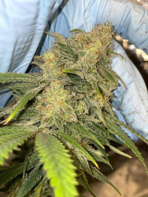 First properly done grow: Failed harvest. Week 16