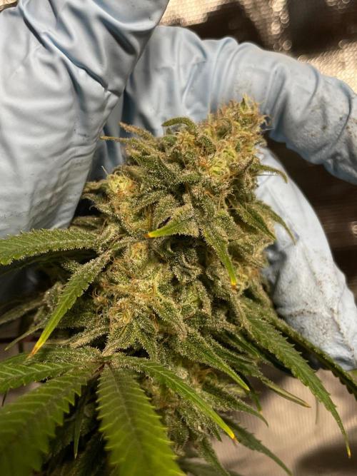 First properly done grow: Failed harvest. Week 16