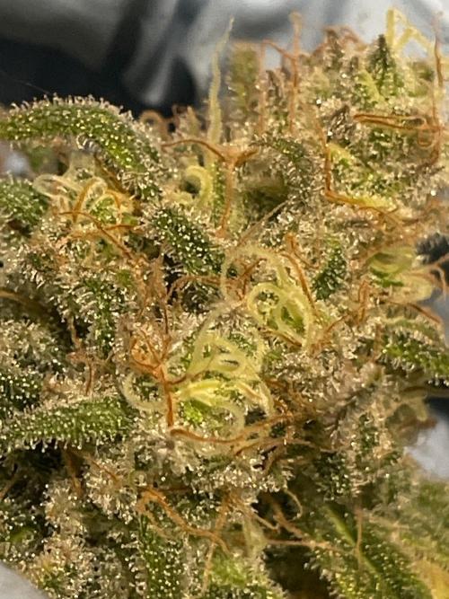 First properly done grow: Failed harvest. Week 16