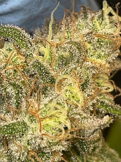 First properly done grow: Failed harvest. Week 16