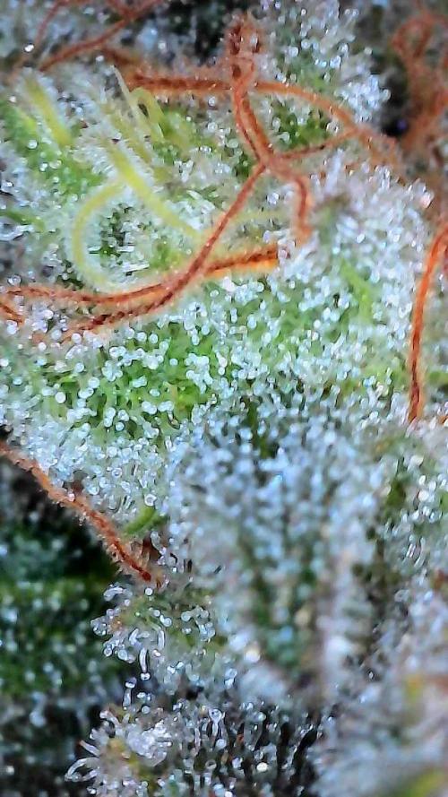 First properly done grow: Failed harvest. Week 16