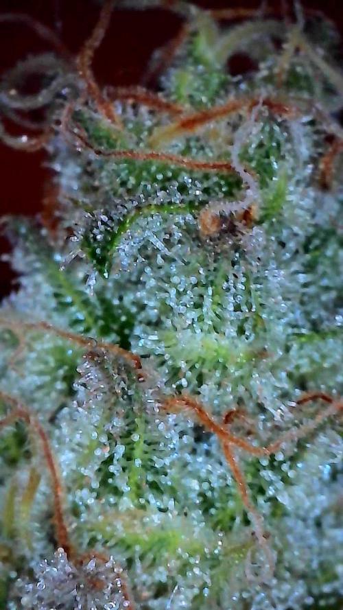 First properly done grow: Failed harvest. Week 16
