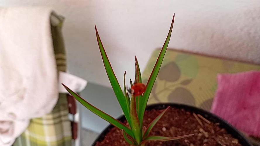 Kushycat Meows Outside