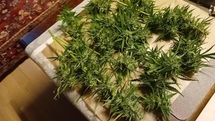 Kushycat Meows Outside