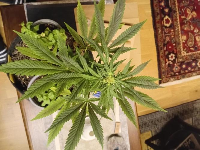 (Keine)Batzen Maybee ? Part 2. Week 13