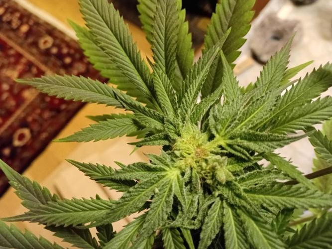 (Keine)Batzen Maybee ? Part 2. Week 13