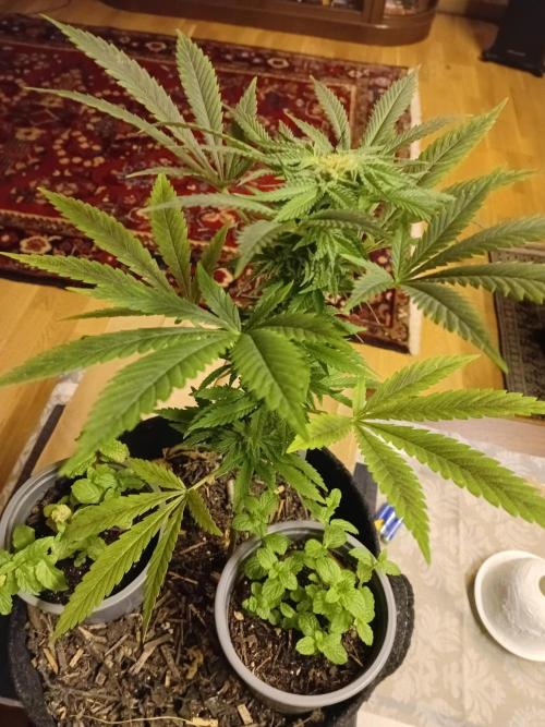 (Keine)Batzen Maybee ? Part 2. Week 13