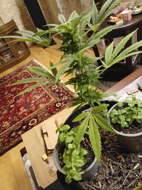 (Keine)Batzen Maybee ? Part 2. Week 13