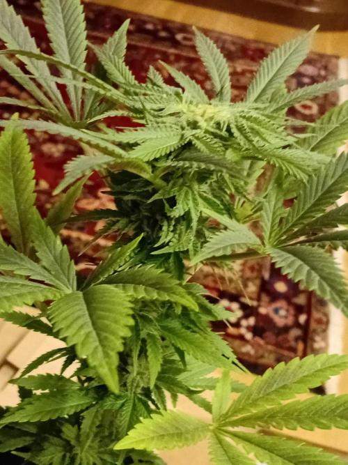 (Keine)Batzen Maybee ? Part 2. Week 13