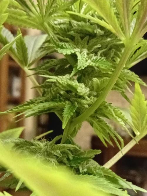 (Keine)Batzen Maybee ? Part 2. Week 13