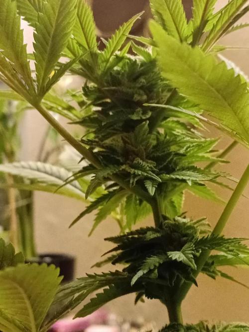 (Keine)Batzen Maybee ? Part 2. Week 13