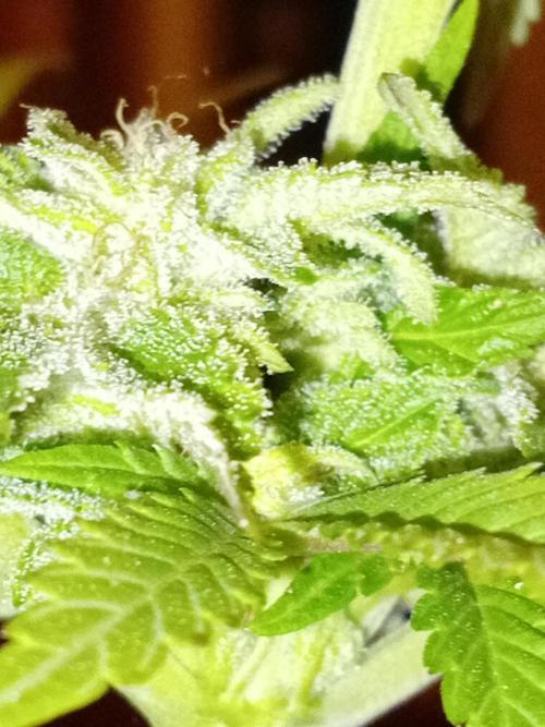 (Keine)Batzen Maybee ? Part 2. Week 13