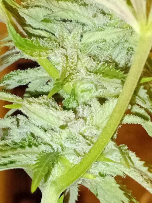 (Keine)Batzen Maybee ? Part 2. Week 13