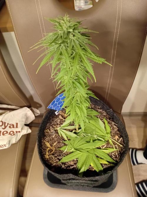 (Keine)Batzen Maybee ? Part 2. Week 13