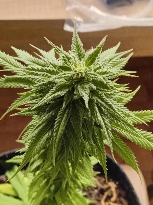 (Keine)Batzen Maybee ? Part 2. Week 13