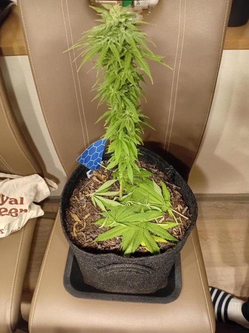 (Keine)Batzen Maybee ? Part 2. Week 13