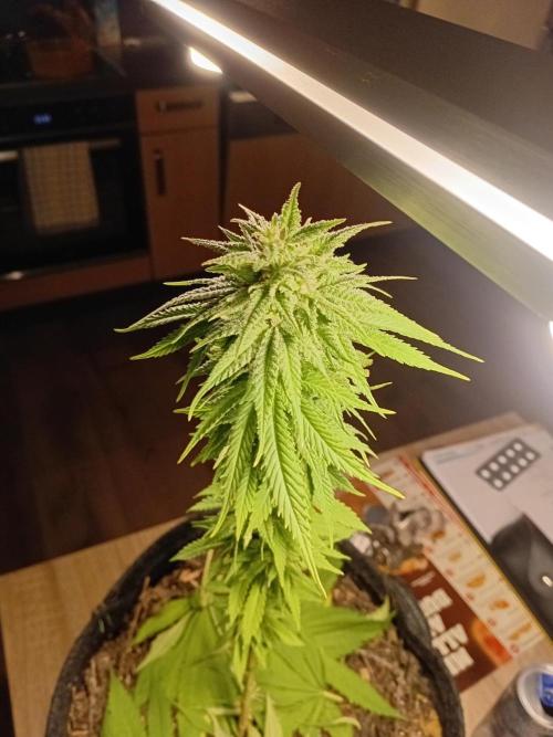 (Keine)Batzen Maybee ? Part 2. Week 13