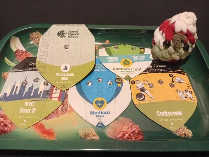 Shady indoor garden 🔥. Week 0