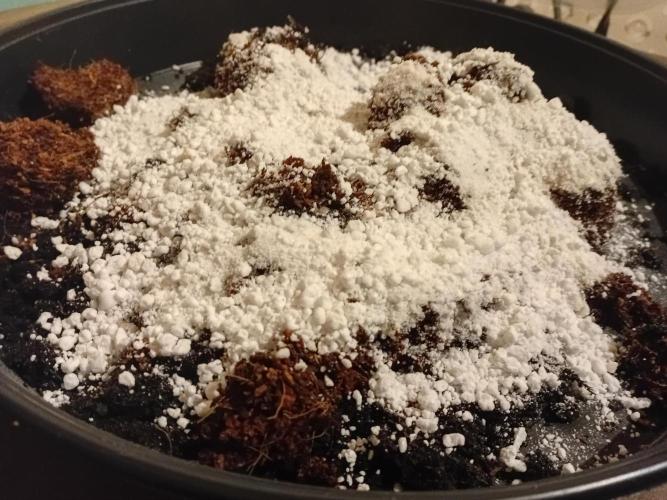 Shady indoor garden 🔥. Week 0 - Soil+Neem+Perlite