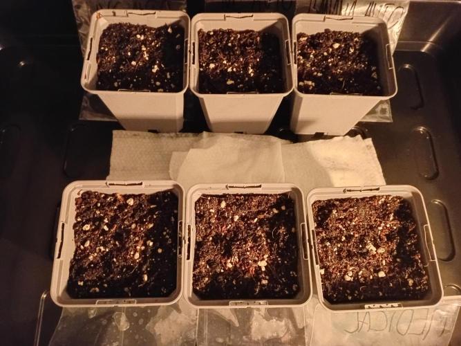 Shady indoor garden 🔥. Week 0