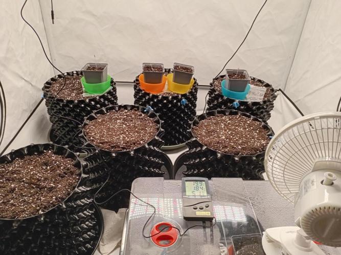 Shady indoor garden 🔥. Week 0