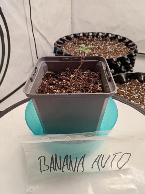 Shady indoor garden 🔥. Week 1