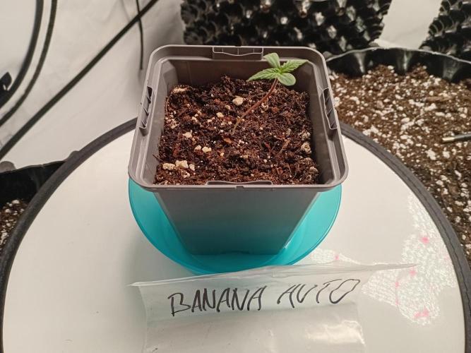 Shady indoor garden 🔥. Week 1